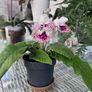 Streptocarpus aka Cape Primrose Image 6
