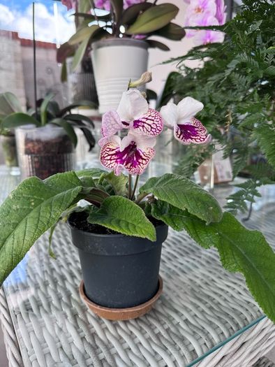 Streptocarpus aka Cape Primrose