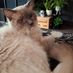 CatBadass1987