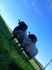 Hogget rams and ram lamb