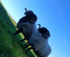 Hogget rams and ram lamb