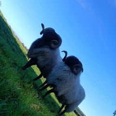 Hogget rams and ram lamb