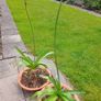 Agapanthus Plants Image 2