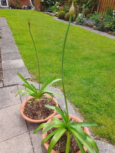 Agapanthus Plants