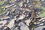 wild Atlantic way stepping stones watercolour