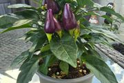 Ornamental pepper plant