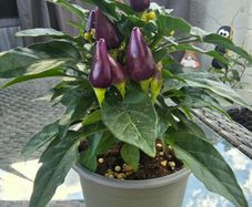 Ornamental pepper plant