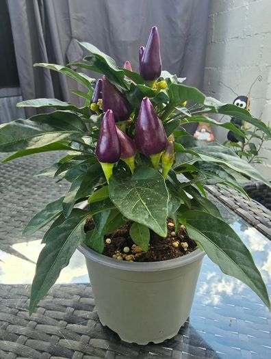 Ornamental pepper plant
