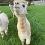 Alpaca Image 2