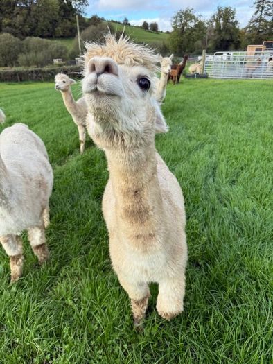 Alpaca