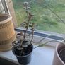 Free House plants Image 3