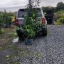 Quality Coral Berry Hedging in sizes Image 6