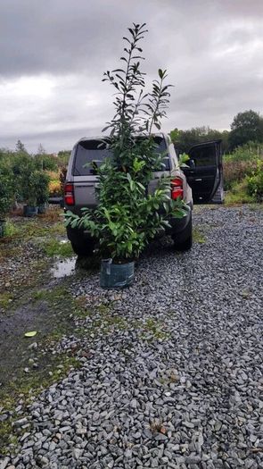 Quality Coral Berry Hedging in sizes