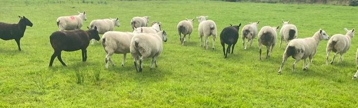 Texel Cross Hoggets