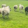 Texel Cross Hoggets Image 2