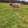 9 Aberdeen angus weanling bulls Image 9