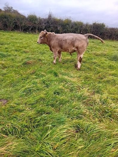 9 Aberdeen angus weanling bulls