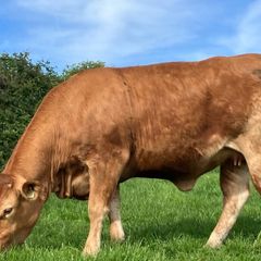Incalf heifers