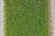 artificial grass