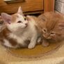 Kittens for adoption Image 7