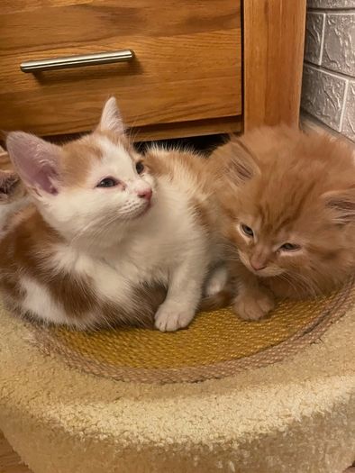 Kittens for adoption