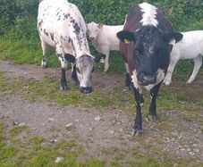 Cows