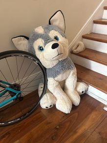 Teddy Bear Giant Dog