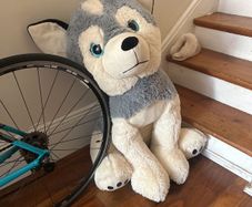Teddy Bear Giant Dog