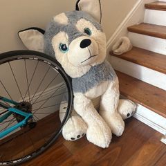 Teddy Bear Giant Dog