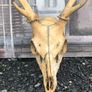 Vintage Red Deer Skull Image 4