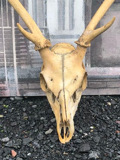 Vintage Red Deer Skull