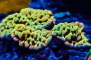 Kung Pao Palawanensis