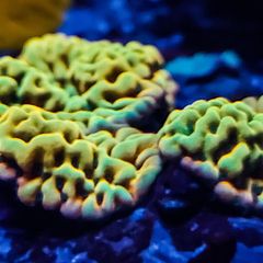 Kung Pao Palawanensis