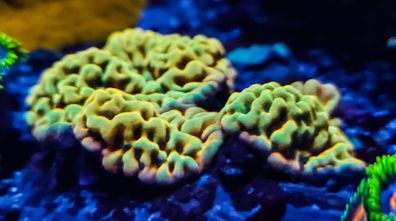 Kung Pao Palawanensis