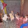 chickens Image 3