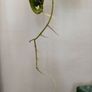 No.6 Monstera Green on Green Image 10