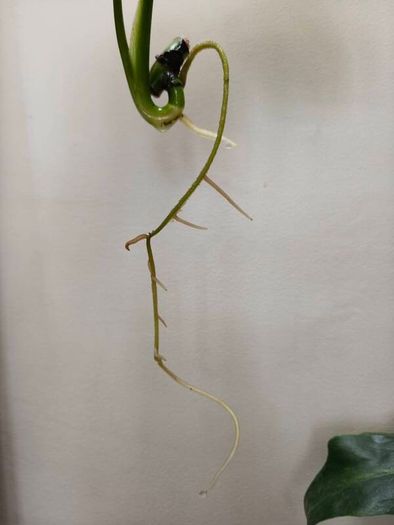 No.6 Monstera Green on Green