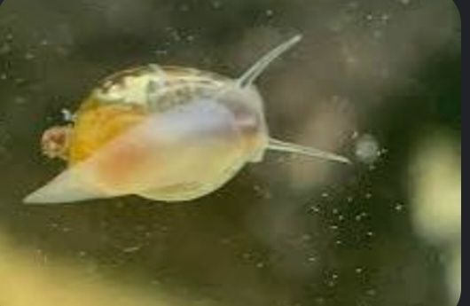 Bladder Snail
