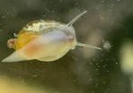 Bladder Snail