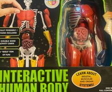 Human body