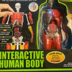Human body