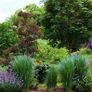 (G) Violet Panic Grass Seeds 4g (185233) Image 4