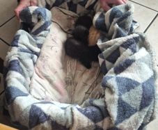 kittens