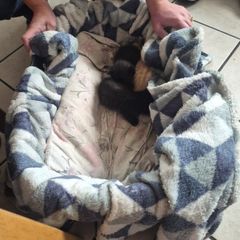 kittens