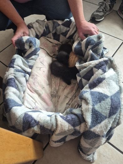 kittens