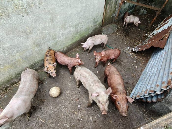 Duroc Large White Cross Pigs