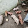 Duroc Large White Cross Pigs Image 4