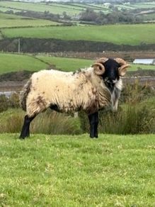 Hog ram for sale