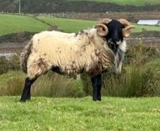 Hog ram for sale