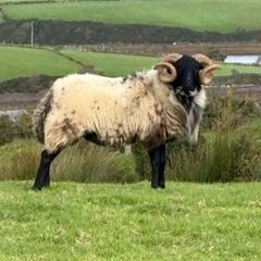 Hog ram for sale
